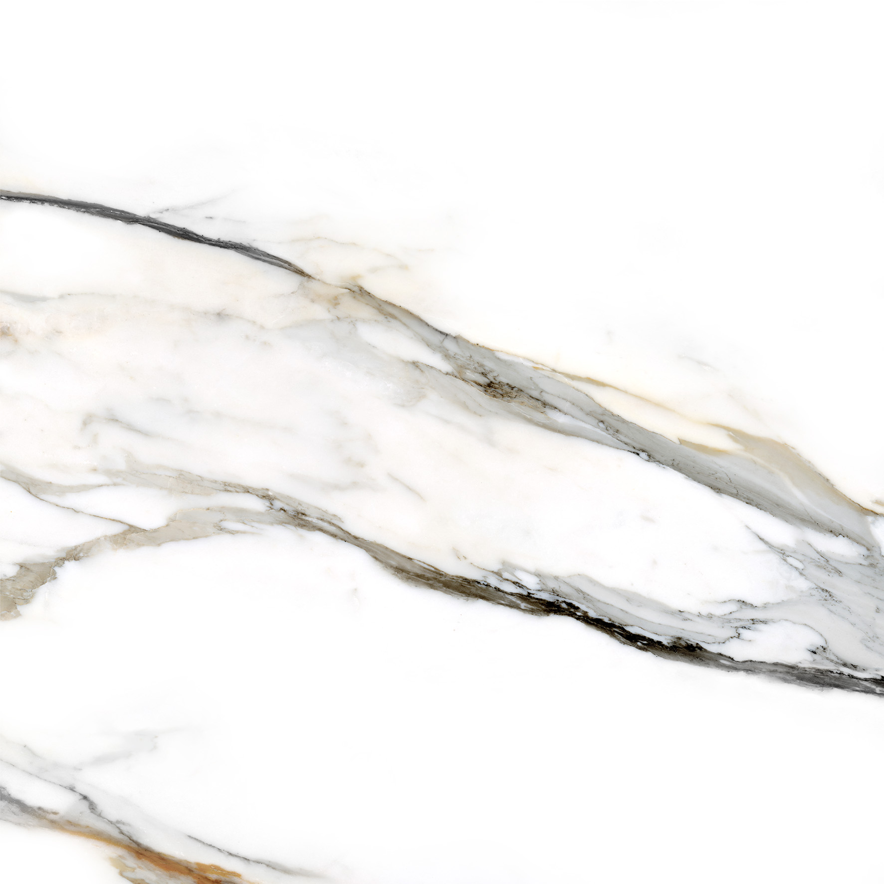 Calacatta Gold · 120x120