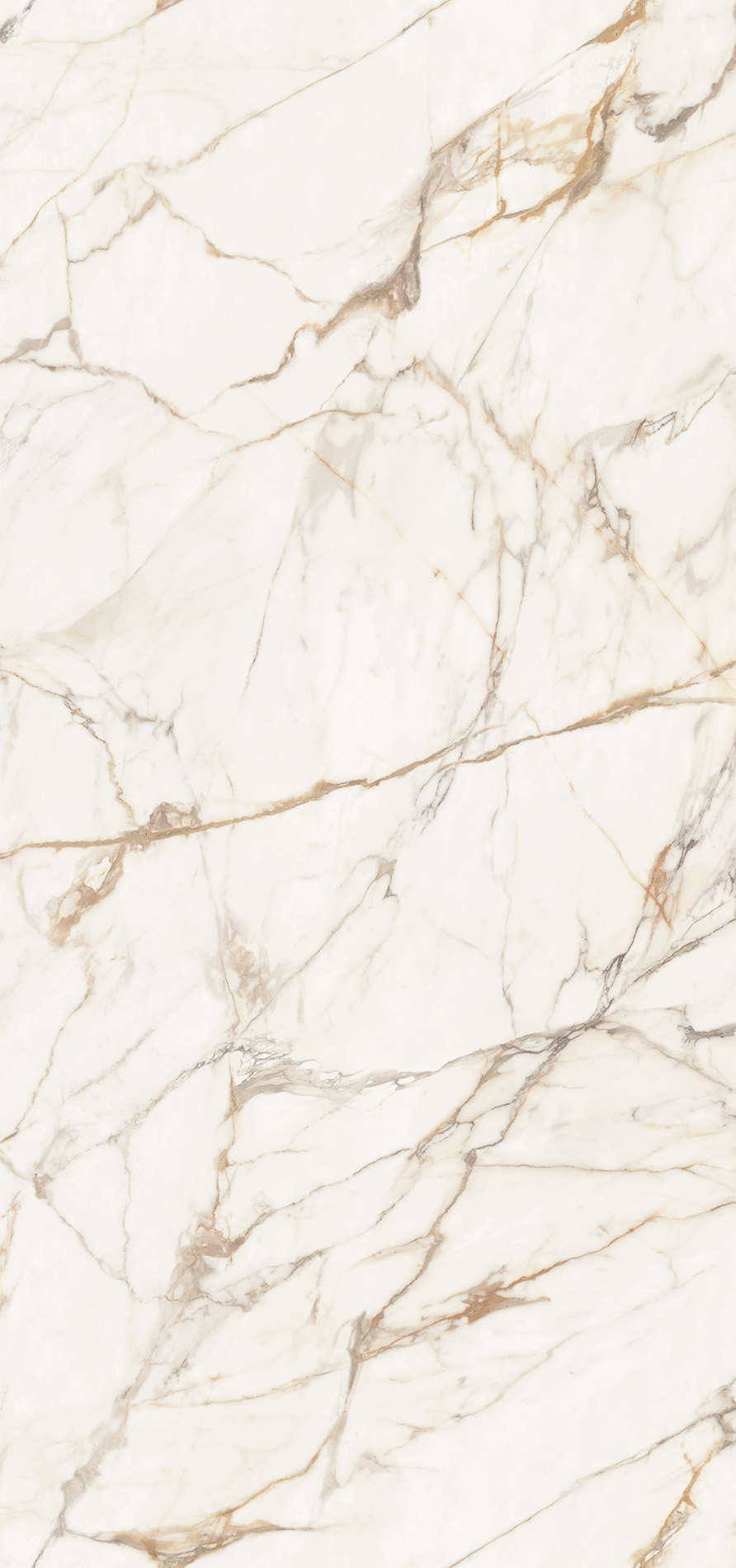 Calacatta Gold - 154x328