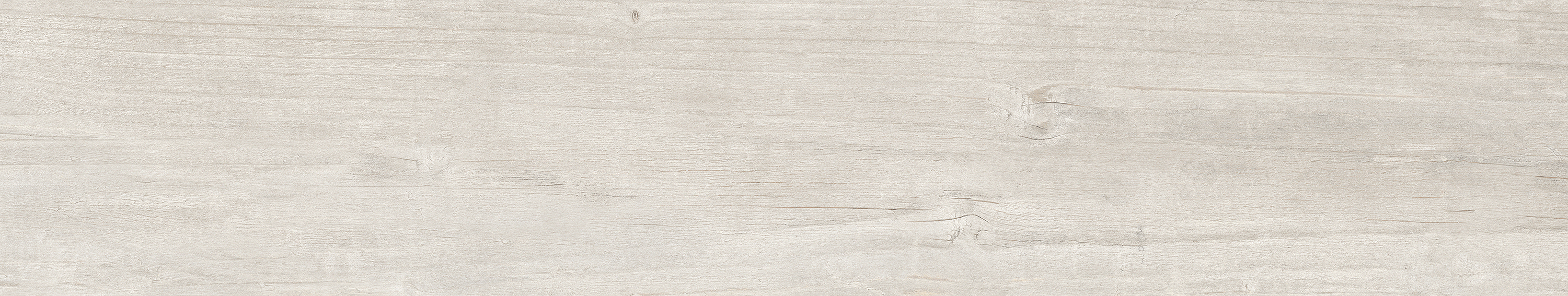 QUERCUS BETULLA 22X120