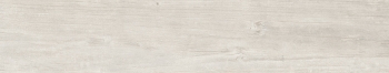 QUERCUS BETULLA 22X120
